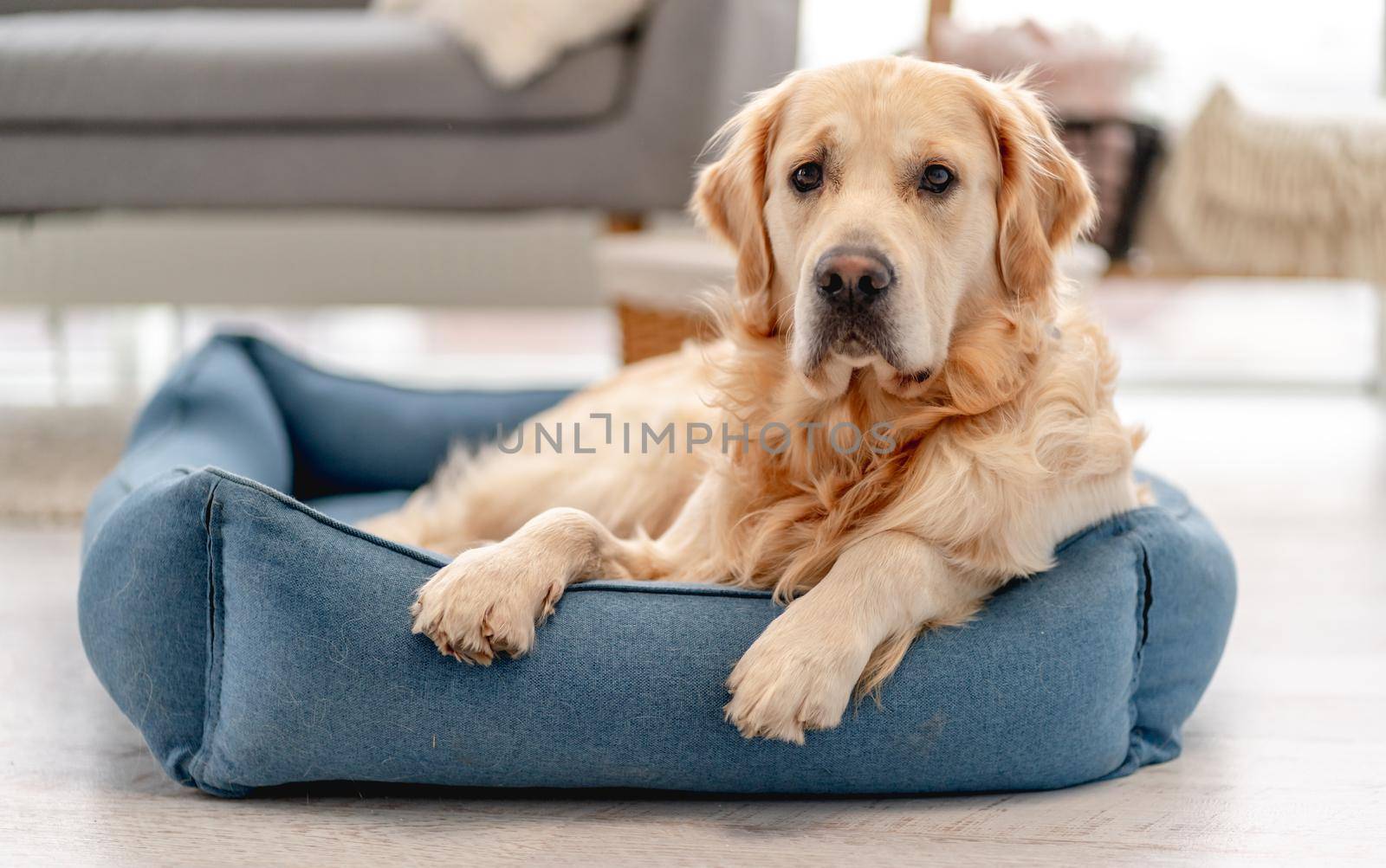 Golden retriever dog playing with bite ring toy at home