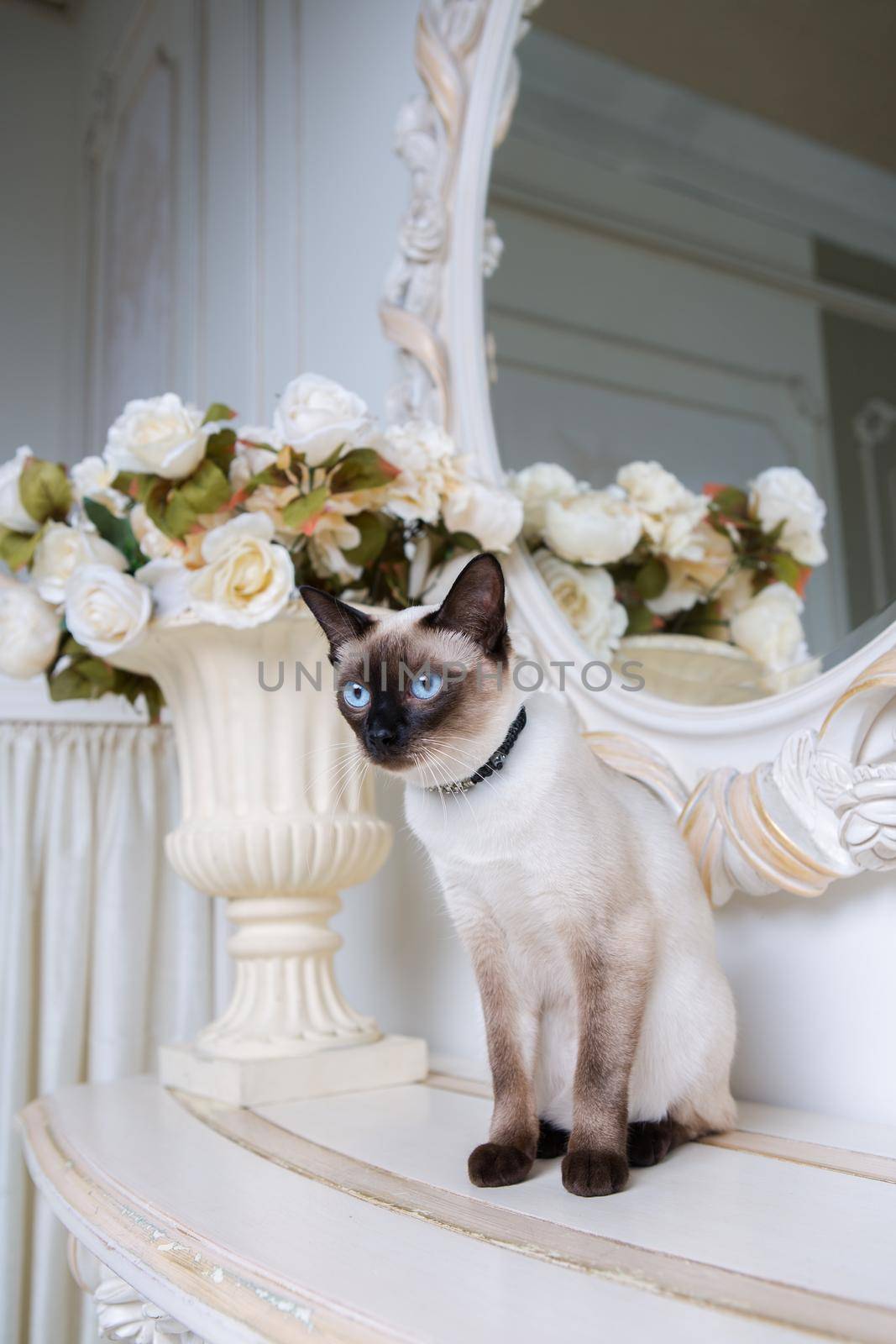 two color cat without tail Mekong Bobtail breed with jewel precious necklace of pearls around neck. Cat And necklace. Blue eyed Female Cat of Breed Mekong Bobtail, Sitting with gems on the neck by Tomashevska