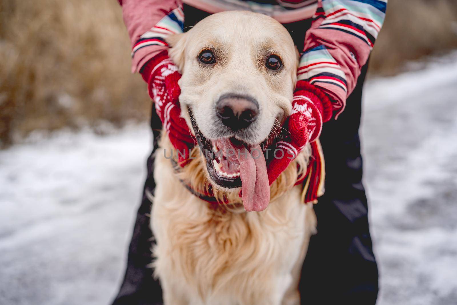 Golden retriever dog with tongue out by tan4ikk1