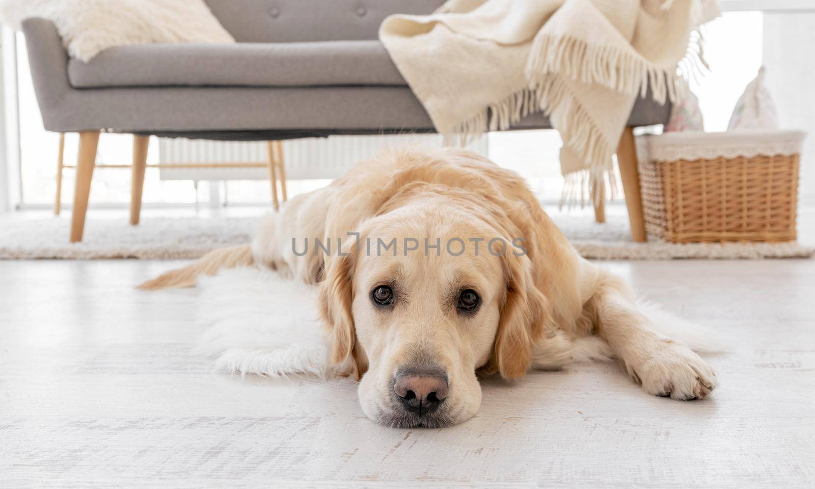 Golden retriever dog lying on the floor in light room at home and looking at the camera