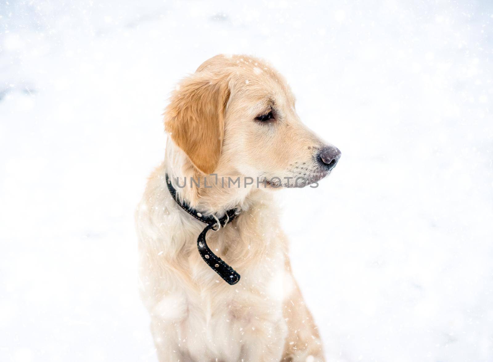 Beautiful young dog sitting outside under falling white snow