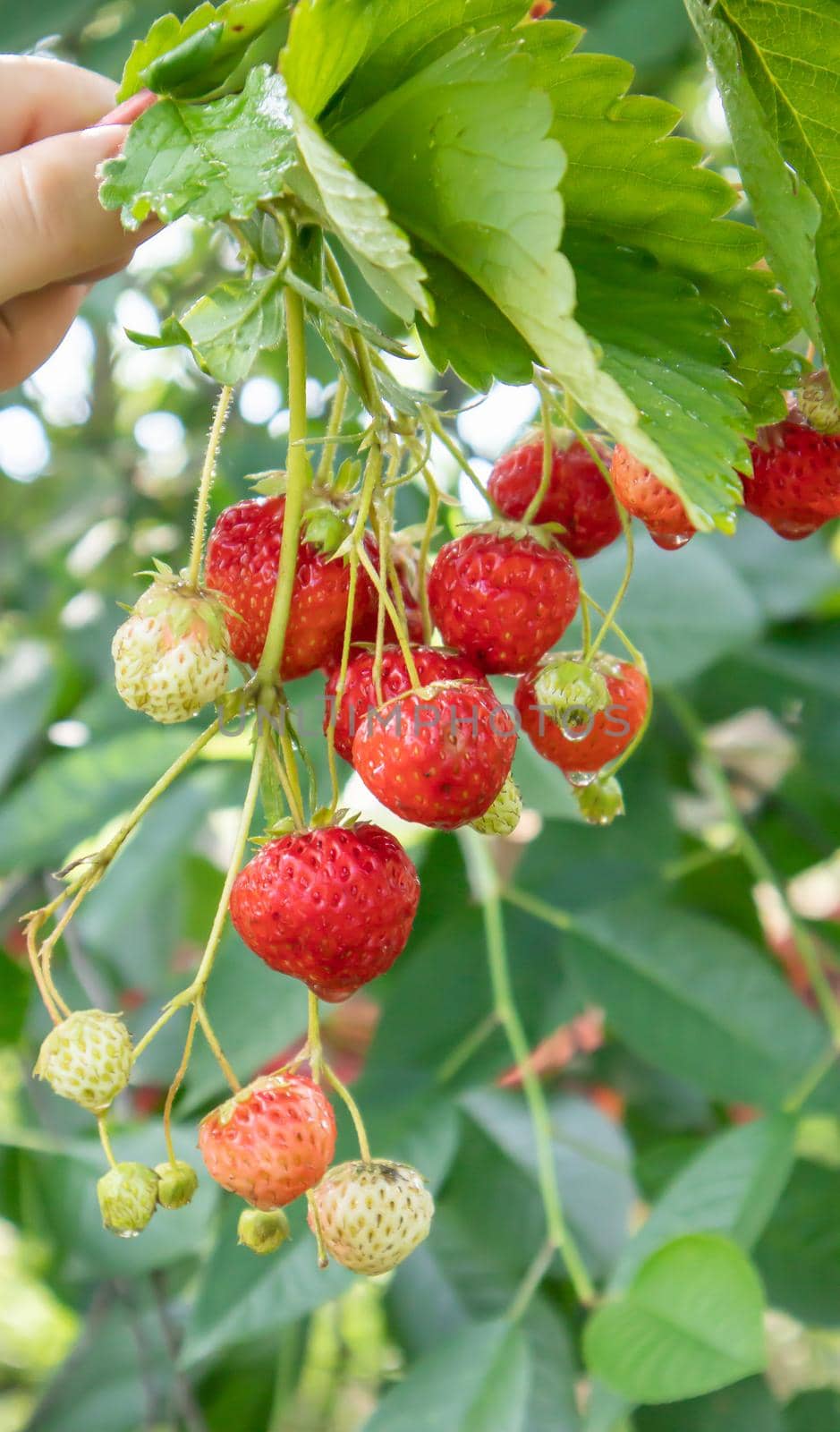 Summer ripe fresh juicy strawberries with leaves in the garden. Copy space. Strawberry field on a fruit farm. Fresh ripe organic strawberries on a berry plantation