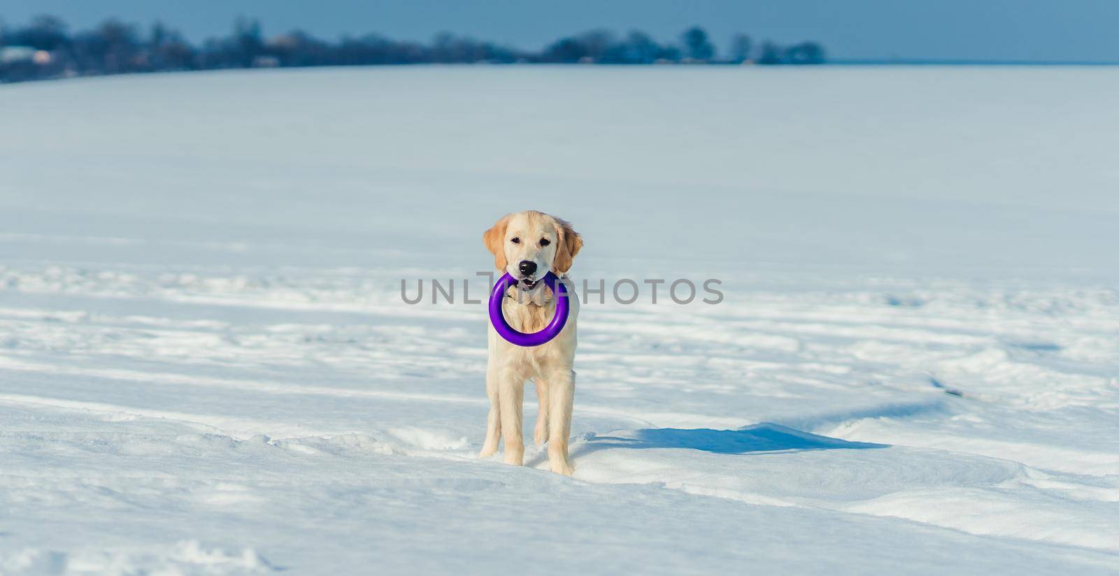 Lovely golden retriever dog playing outside in winter