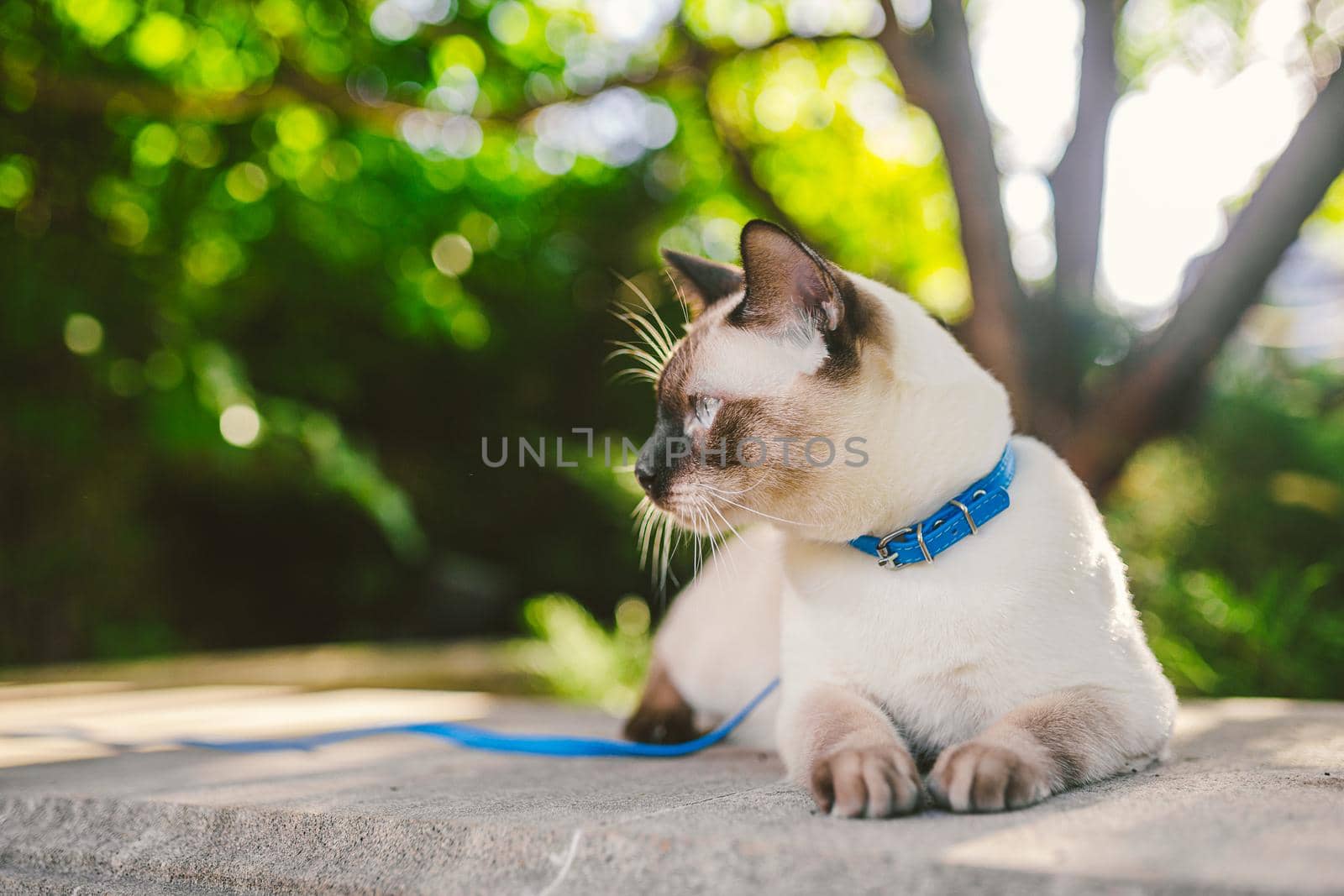 Siamese cat male Mekong Bobtail breed outdoors in a park. The cat walks with a blue leash in the backyard. Safe pet walk theme. domestic cat on a leash outdoor.