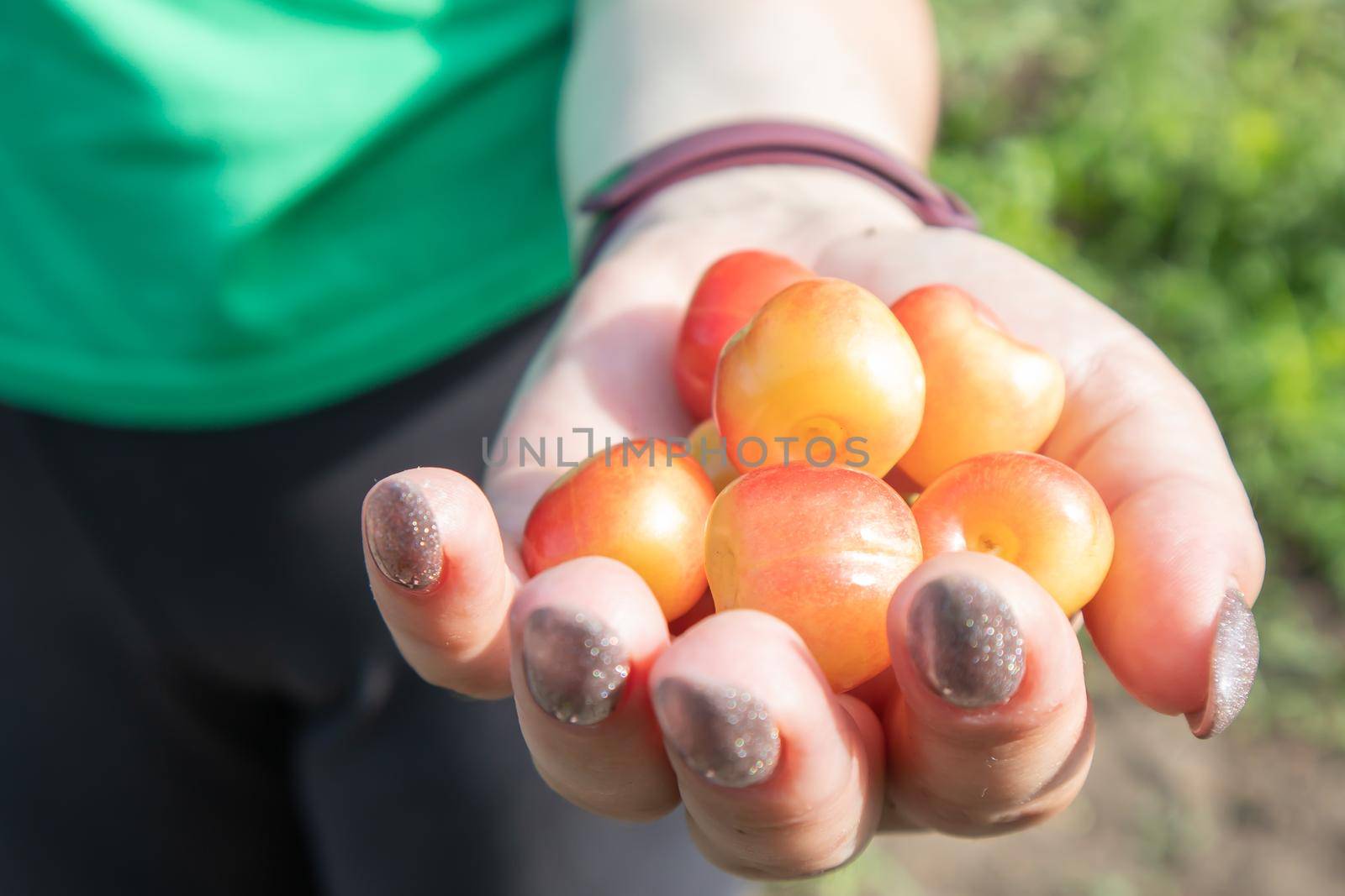 Ripe cherries in a woman's hand. Hands with cherries. Picking cherries and cherries in the garden or on the farm on a warm sunny day