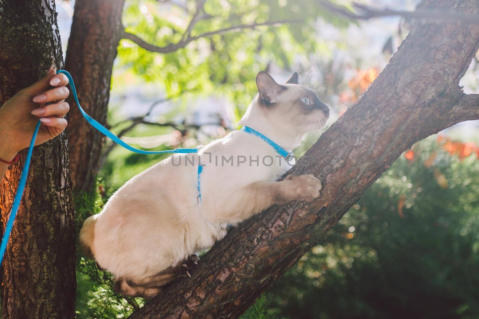 Cat climbing tree. cat hunts on tree. adorable cat portrait stay on tree branch. purebred shorthair cat without tail. Mekong Bobtail sitting on tree. Cat animal hencat on branch in natural conditions by Tomashevska