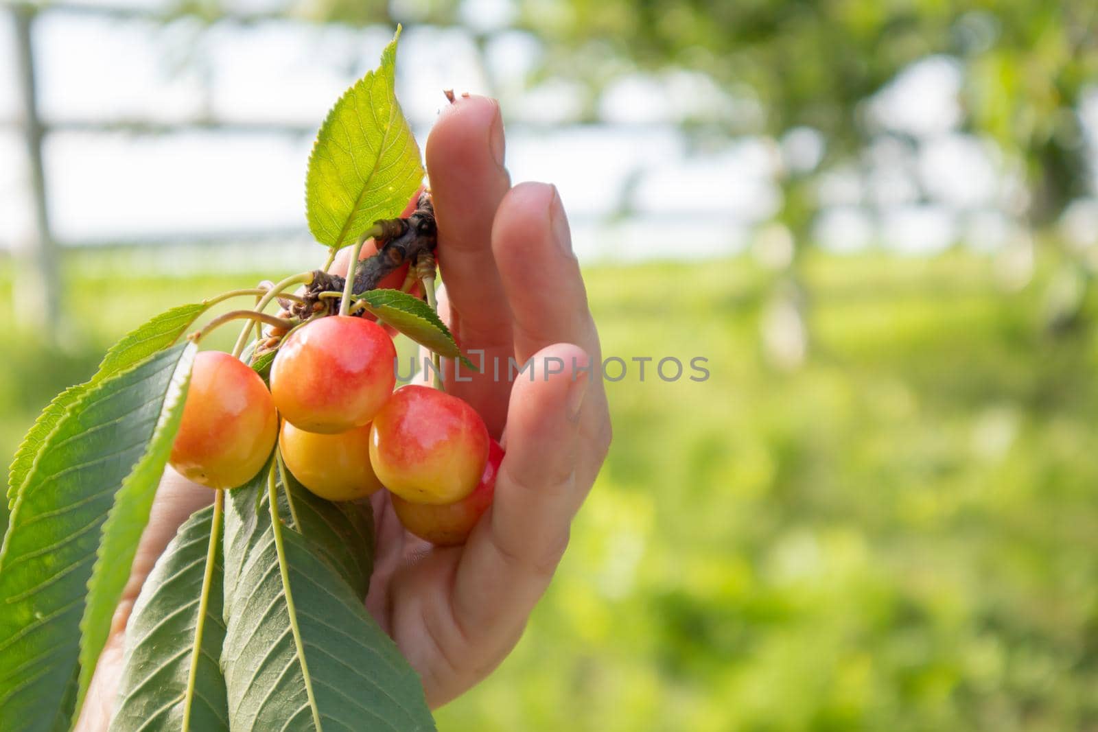 Ripe cherries on a branch with leaves in a female hand. Hands with cherries. Picking cherries and cherries in the garden or on the farm on a warm sunny day