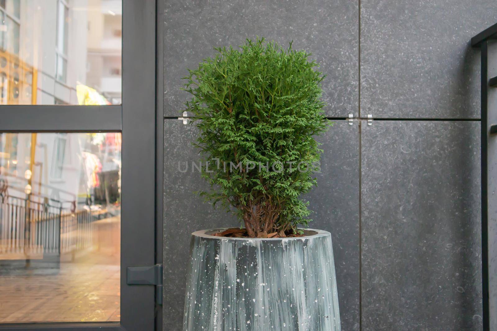 Green small spherical Chinese thuja in a concrete pot near the house at the entrance. Traditional home decorations. Ukraine, Kiev - August 19, 2021