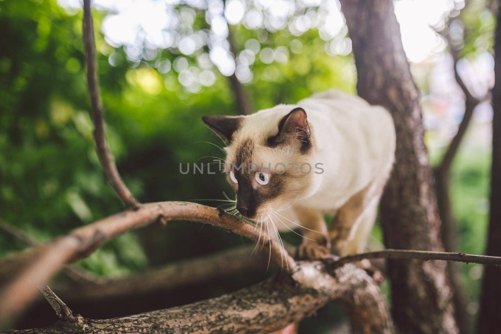Cat climbing tree. cat hunts on tree. adorable cat portrait stay on tree branch. purebred shorthair cat without tail. Mekong Bobtail sitting on tree. Cat animal hencat on branch in natural conditions by Tomashevska