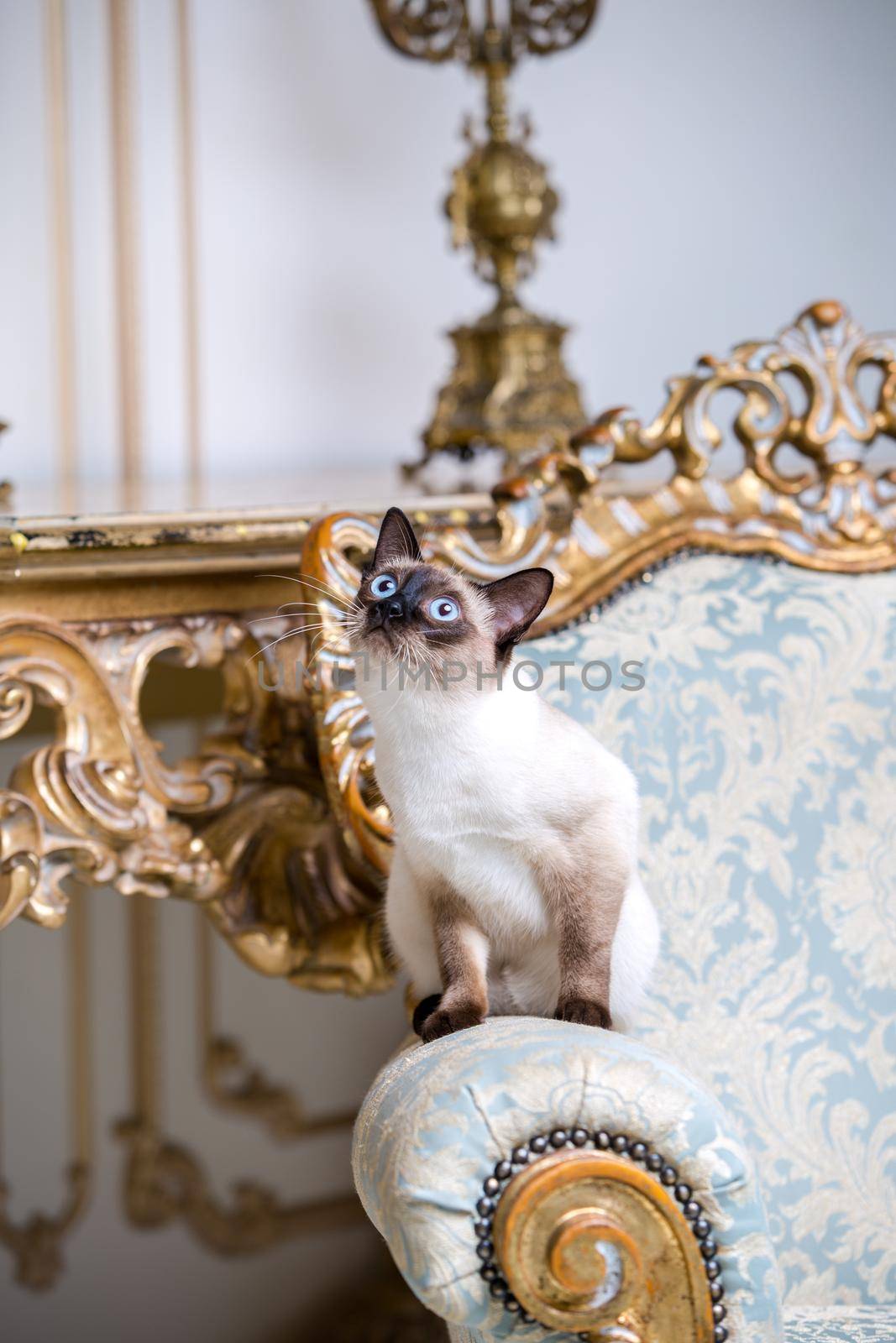 Beautiful rare breed of cat Mekongsky Bobtail female pet cat without tail sits interior of European architecture on retro vintage chic royal armchair 18th century Versailles palace. Baroque furniture by Tomashevska