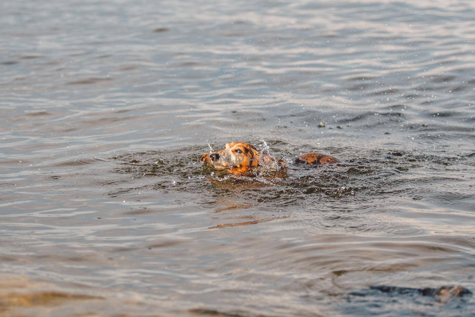 An old brown dachshund dog swims in the river. The dog is cooling down in the pond. The pet is swimming in the lake. Dachshund swims in the pond in summer. Active health dog.