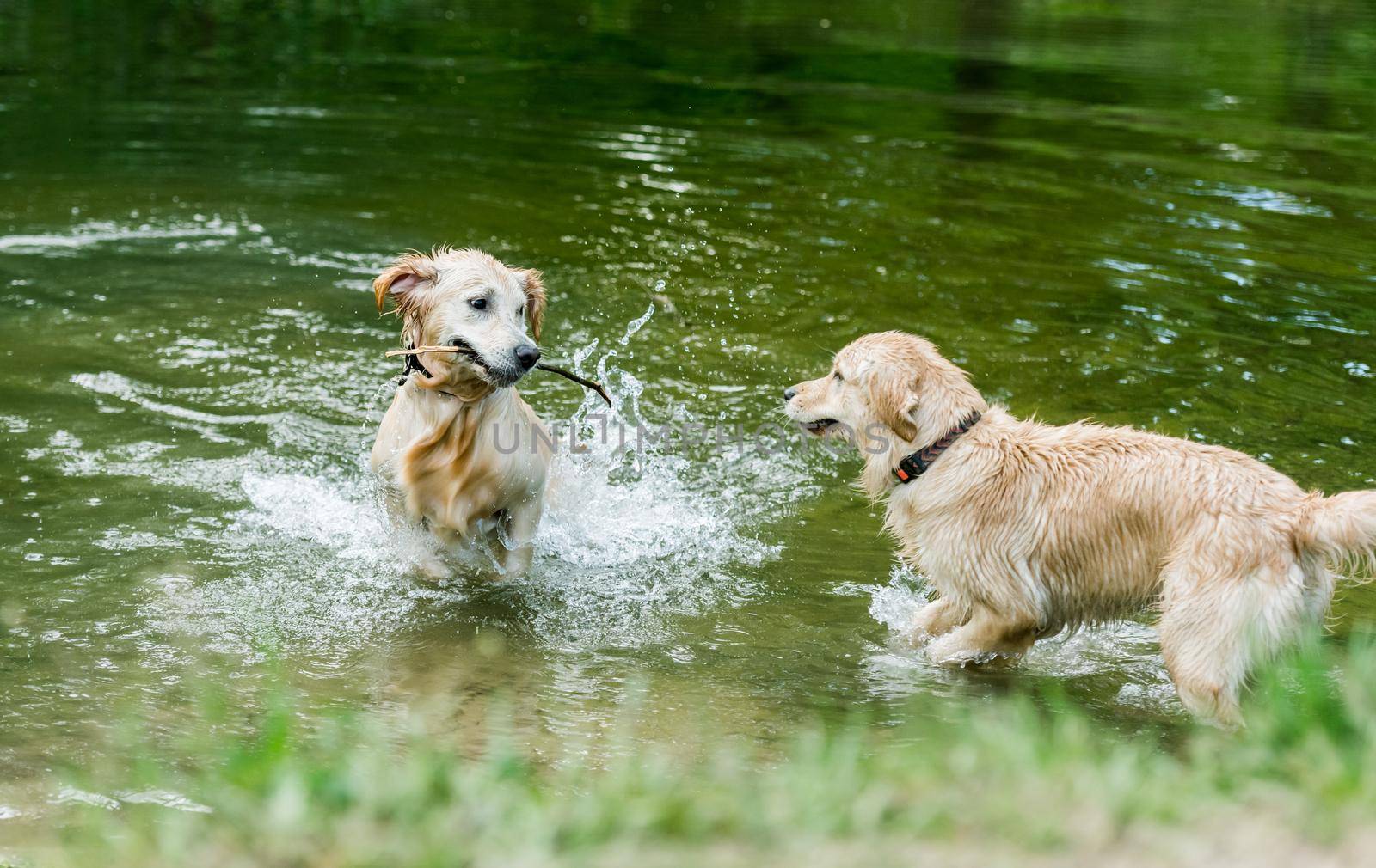 Golden retriever dogs standing in river by tan4ikk1