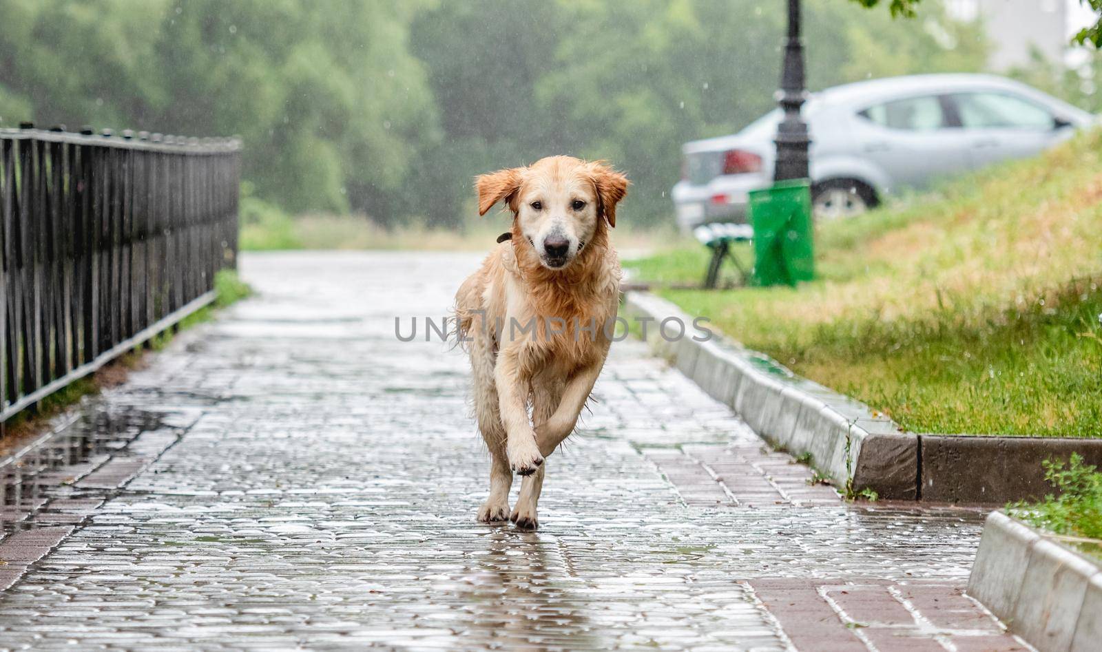 Golden retriever dog running under rain by tan4ikk1