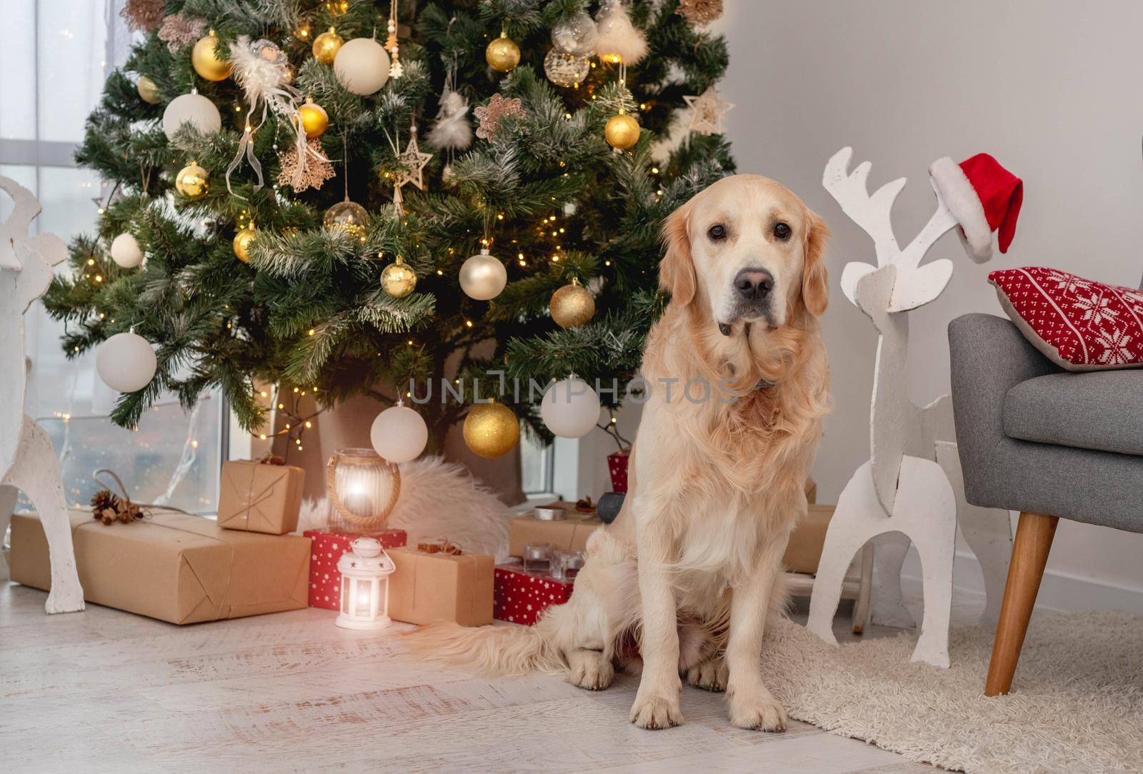Golden retriever dog lying on room floor under christmas tree with illuminations and decorations