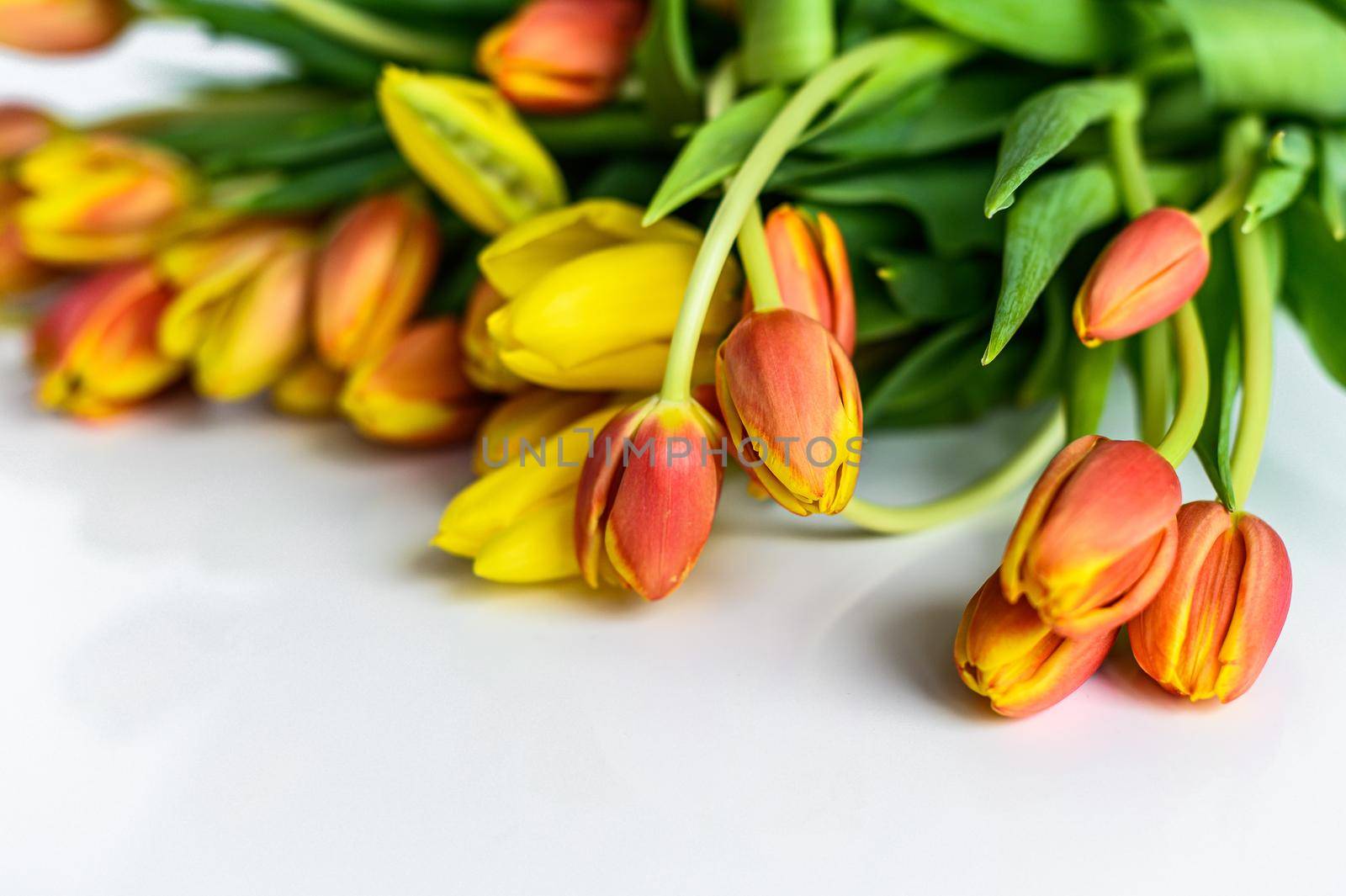 Spring - poster with free text space. yellow, orange and red Tulips. White background. Top view by Composter