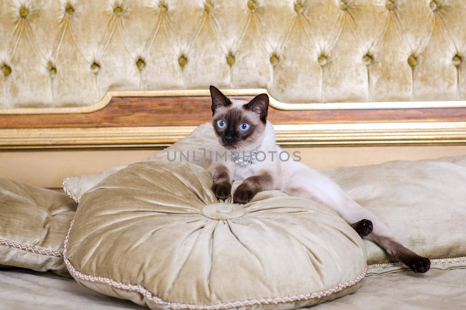 The theme is luxury and wealth. Young cat without a tail thoroughbred Mecogon bobtail lies resting on a big bed on a pillow in a Renaissance Baroque interior in France Europe Versailles Palace by Tomashevska