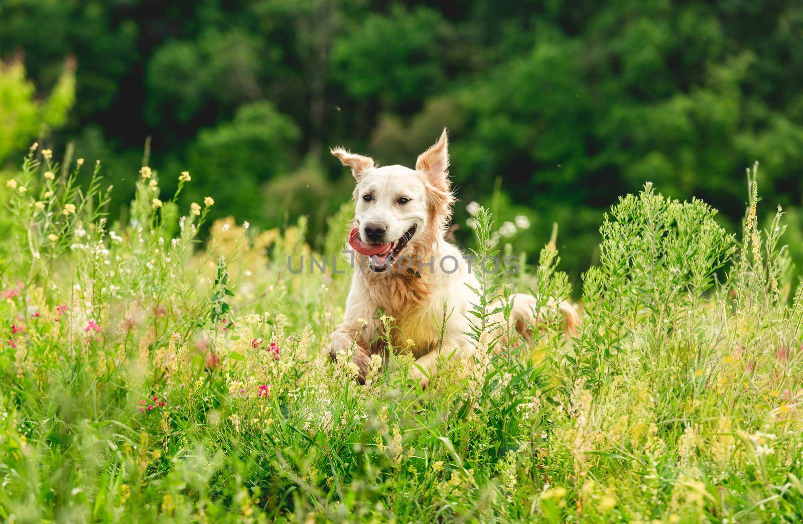 Funny golden retriever dog on flowering yellow field