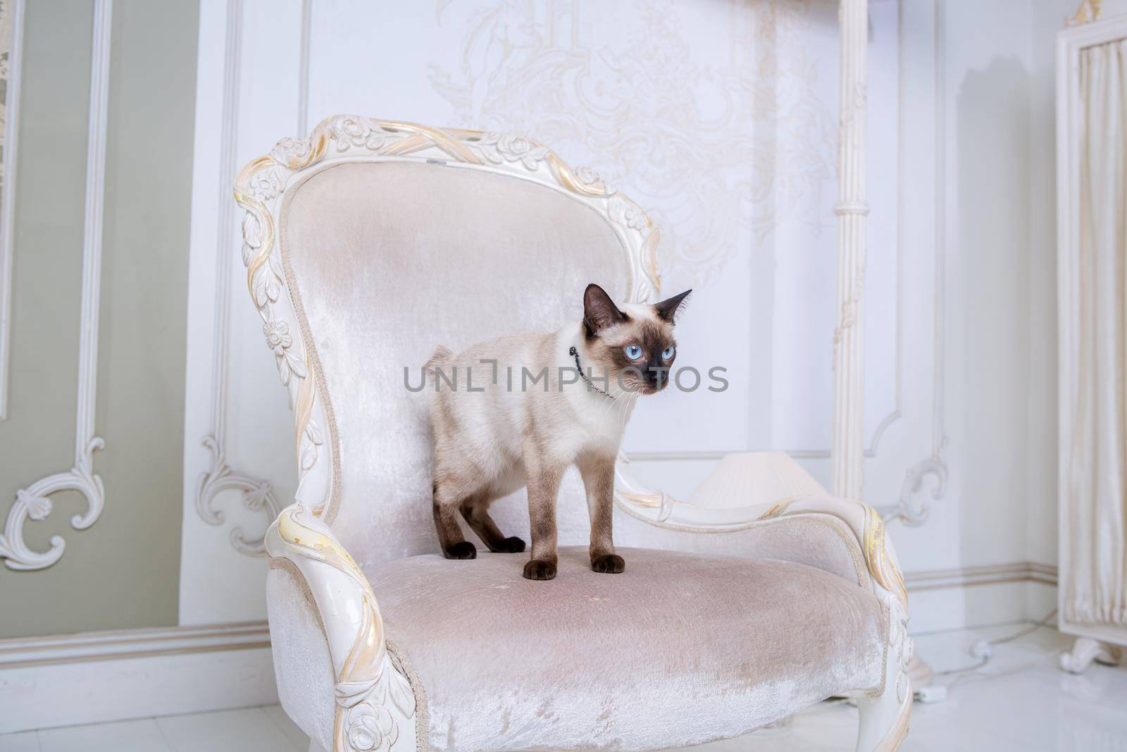 Mekong bobtail adult cat female. Beautiful breed cat Mekongsky Bobtail. pet cat without tail sitting on chic armchair. retro baroque chair in a royal French interior. cat sitting on antique chair.