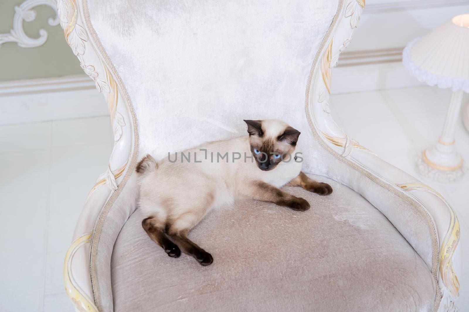 The theme of wealth and luxury. The impudent narcissistic cat of breed Mekong Bobtail poses on a vinage chair in an expensive interior. Thai cat with no tail and jewelry. Decoration on the neck by Tomashevska