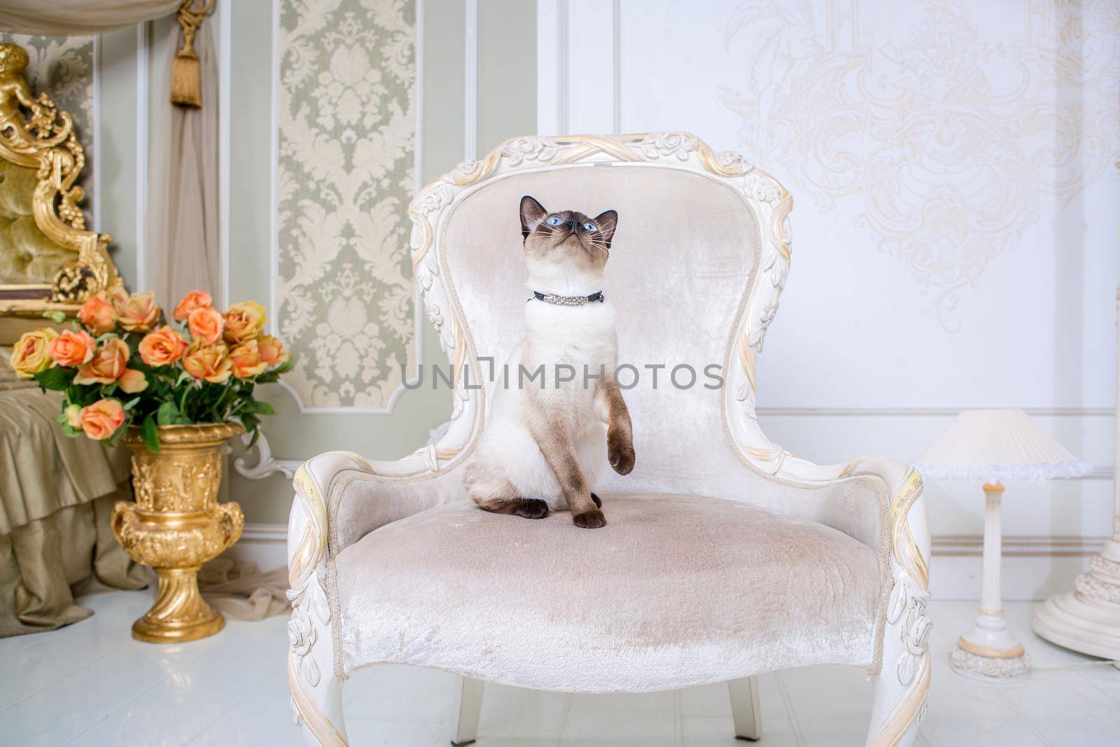 The theme of decoration and jewelry for animals. Beautiful cat woman posing on a vintage chair in baroque interior. Mekogon Bobtail or Thai cat without a tail with a necklace on its neck by Tomashevska