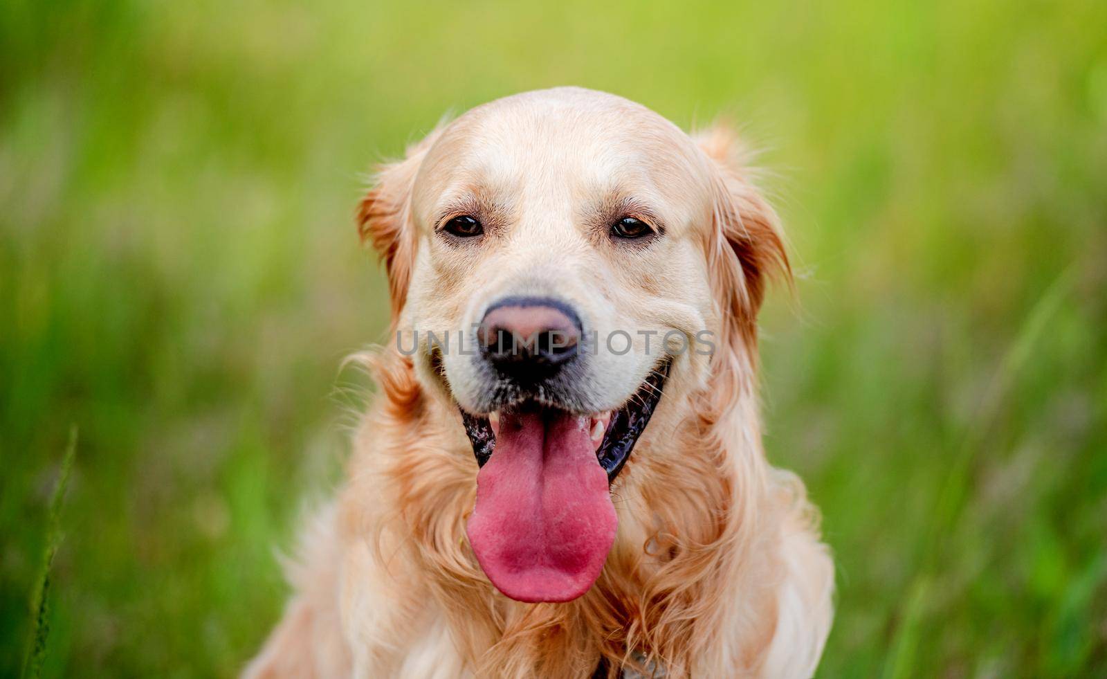 Golden retriever dog looking at the camera during summer walk outdoors. Cute doggy pet labrador sitting in green grass with tonque out