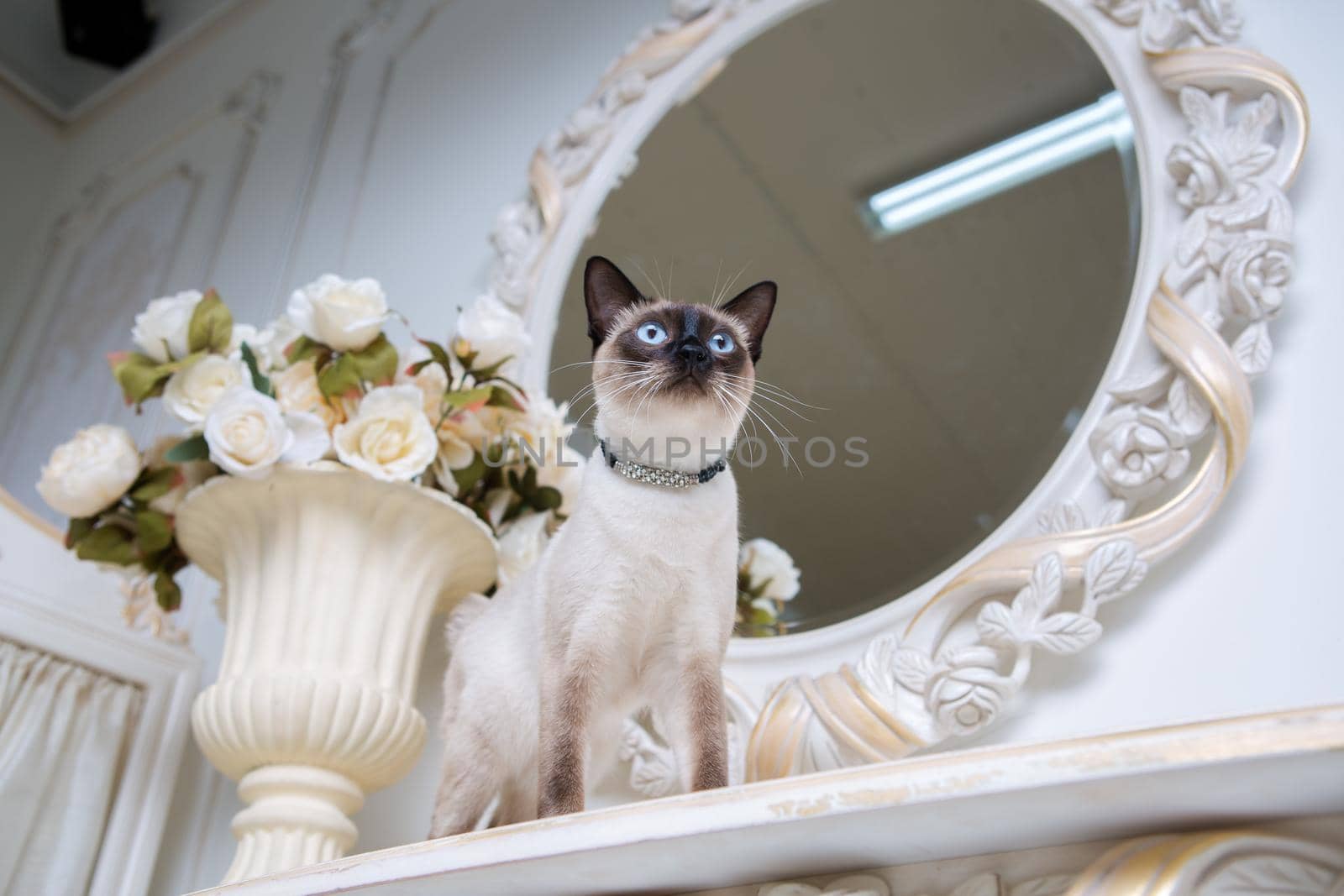 two color cat without tail Mekong Bobtail breed with jewel precious necklace of pearls around neck. Cat And necklace. Blue eyed Female Cat of Breed Mekong Bobtail, Sitting with gems on the neck.