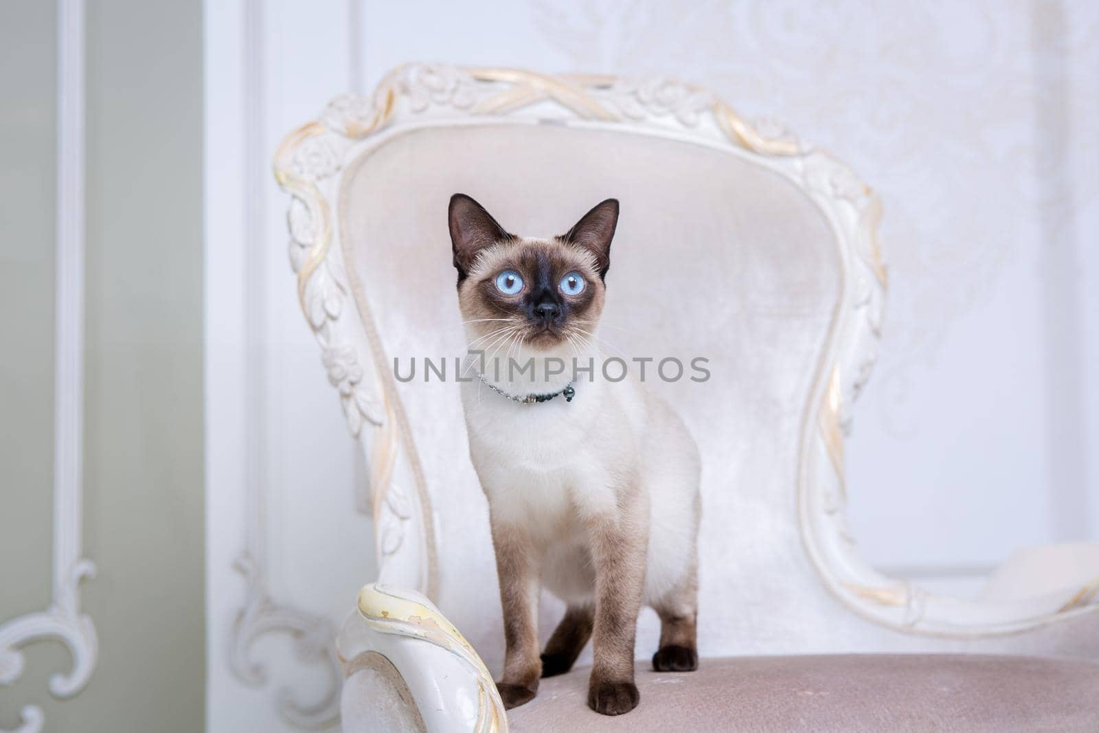 Lovely two-tone cat, Mekong Bobtail breed, posing on an expensive vintage chair in the interior of Provence. Cat and necklace on the neck by Tomashevska
