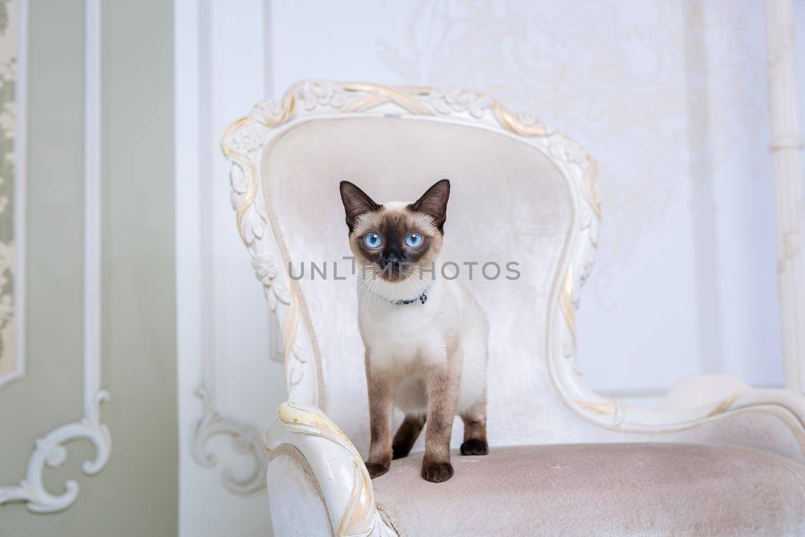 The theme of wealth and luxury. The impudent narcissistic cat of breed Mekong Bobtail poses on a vinage chair in an expensive interior. Thai cat with no tail and jewelry. Decoration on the neck by Tomashevska