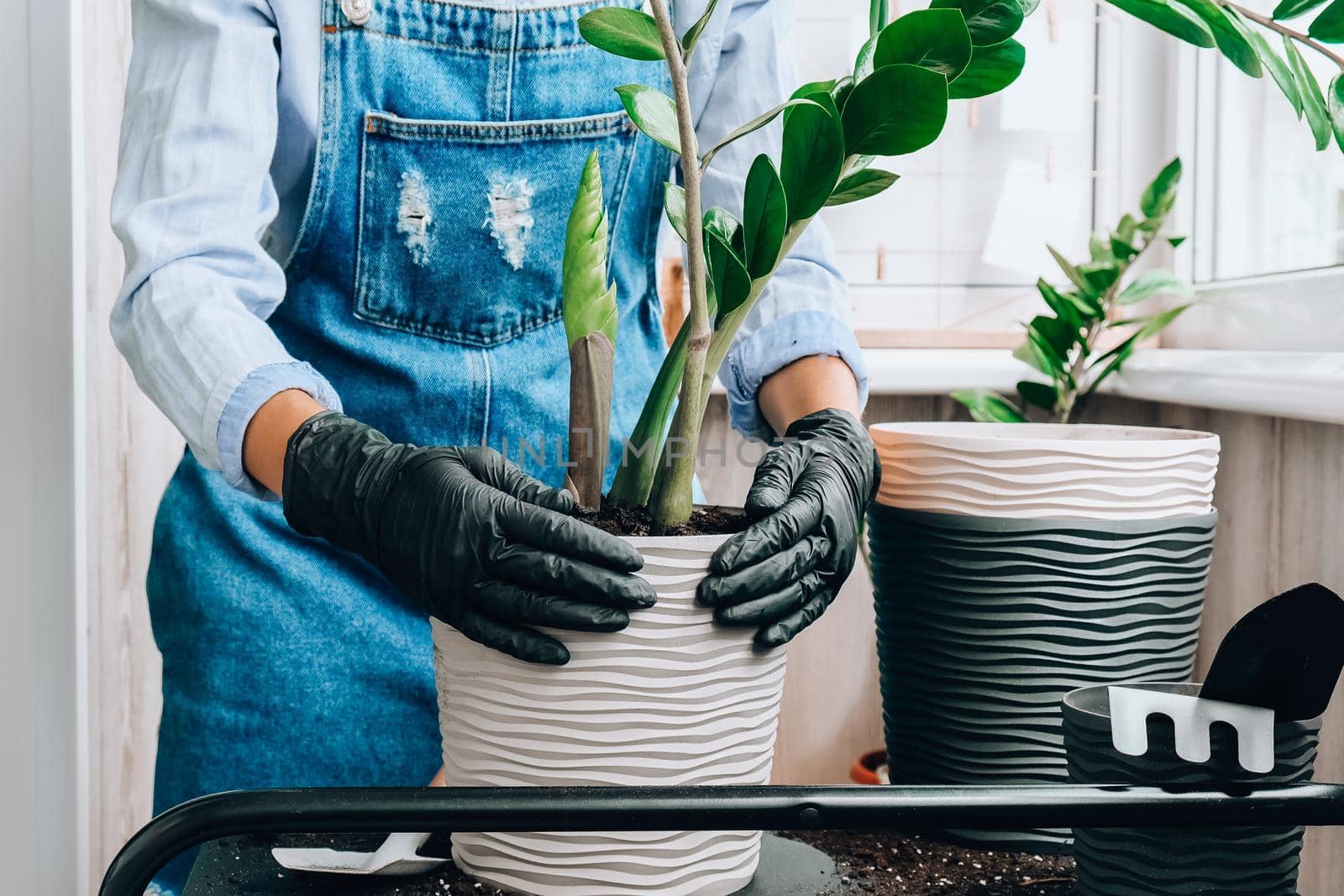 Gardener woman transplants indoor plants and use a shovel on table. Zamioculcas Concept of plants care and home garden. Spring planting by anna_stasiia