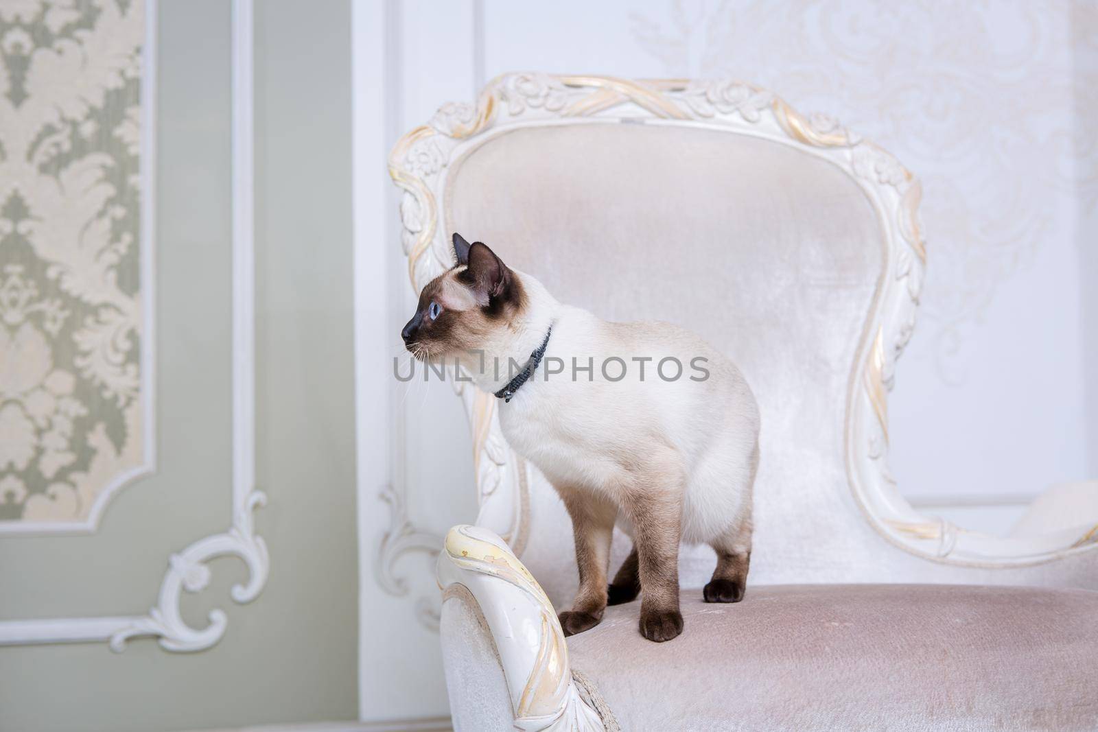 Lovely two-tone cat, Mekong Bobtail breed, posing on an expensive vintage chair in the interior of Provence. Cat and necklace on the neck.