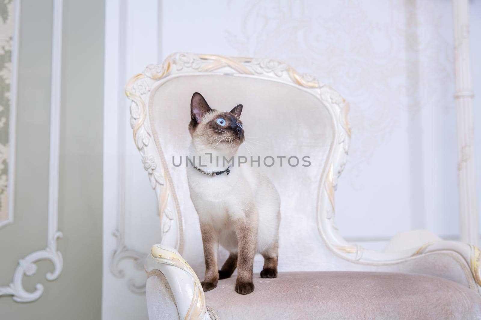 The theme of decoration and jewelry for animals. Beautiful cat woman posing on a vintage chair in baroque interior. Mekogon Bobtail or Thai cat without a tail with a necklace on its neck by Tomashevska