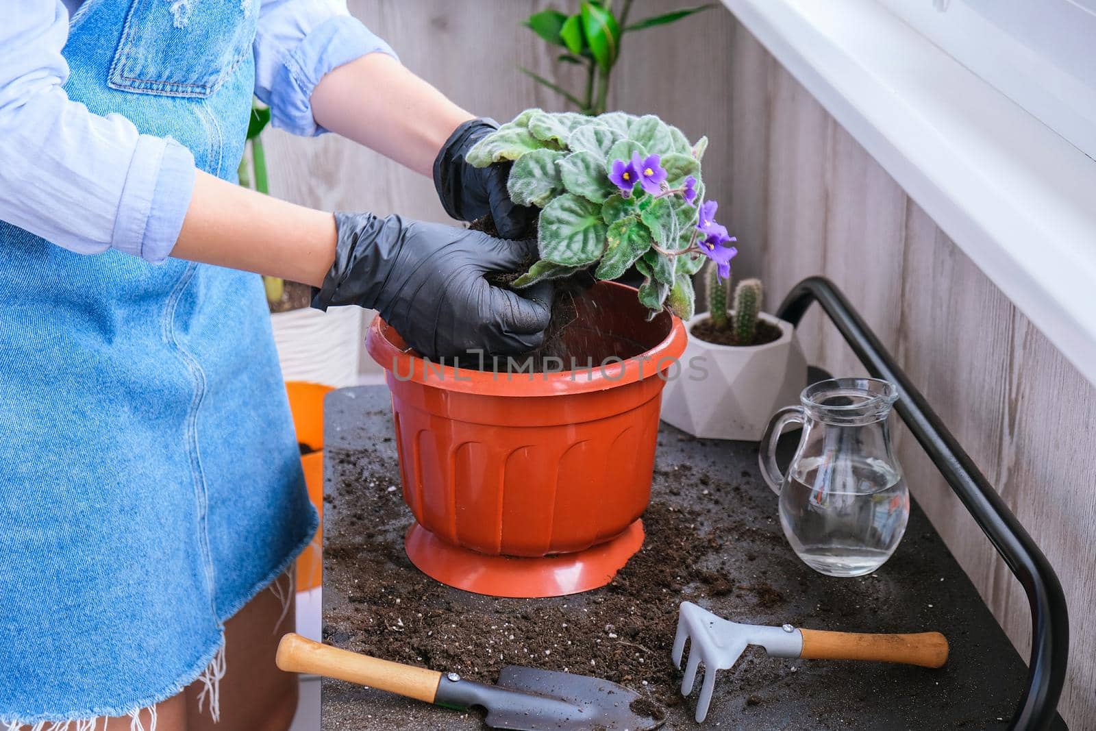 Woman gardener hands transplantion violet in a pot. Concept of home gardening and planting flowers in pot. Potted Saintpaulia violet flowers. Housewife taking care of home plants and flowers