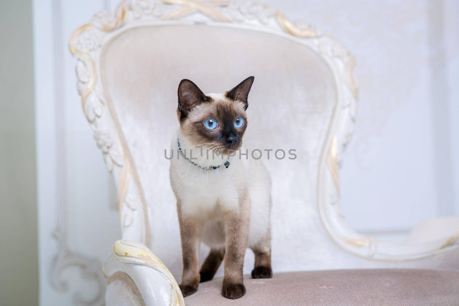 Mekong bobtail adult cat female. Beautiful breed cat Mekongsky Bobtail. pet cat without tail sitting on chic armchair. retro baroque chair in a royal French interior. cat sitting on antique chair.