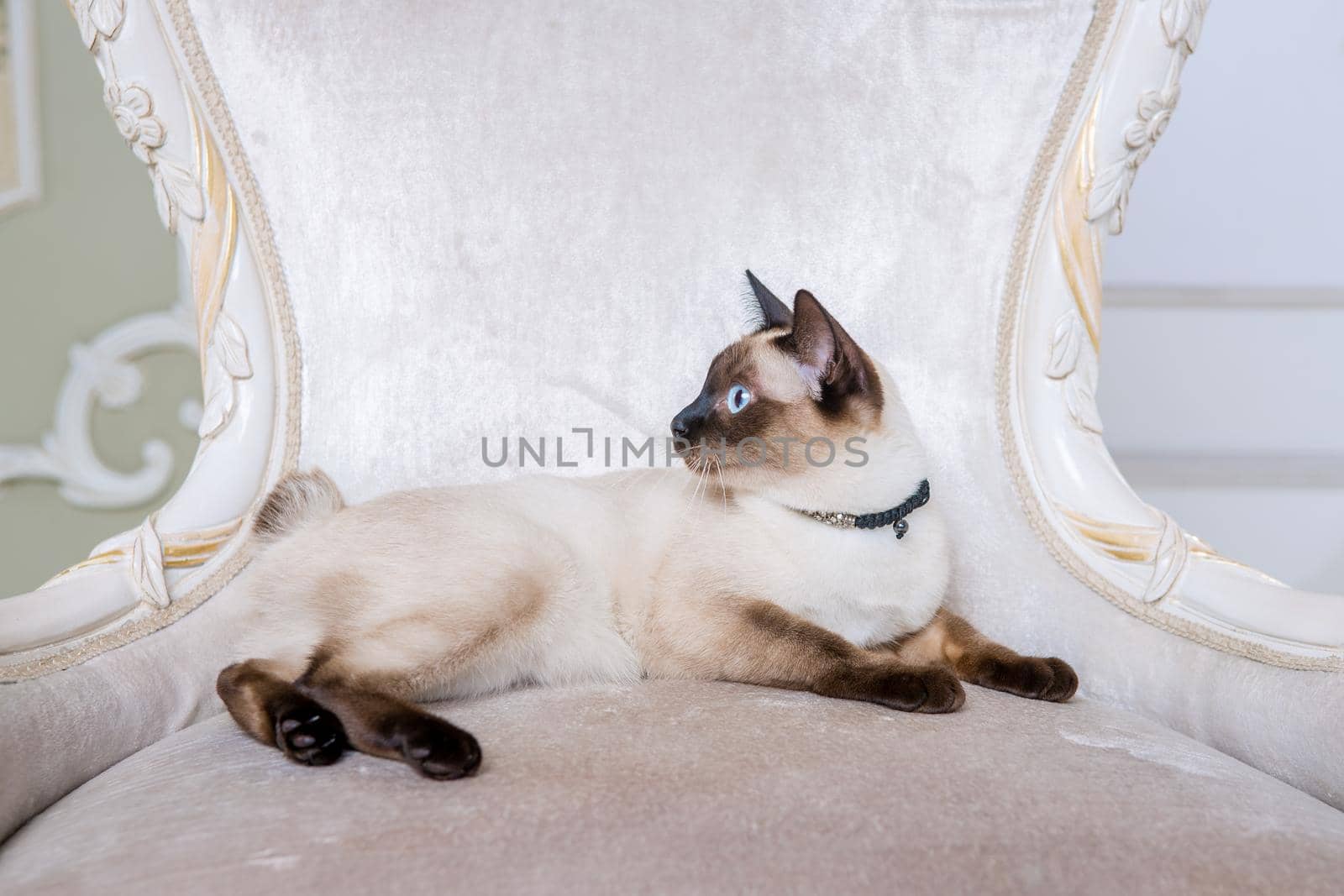 The theme of decoration and jewelry for animals. Beautiful cat woman posing on a vintage chair in baroque interior. Mekogon Bobtail or Thai cat without a tail with a necklace on its neck by Tomashevska
