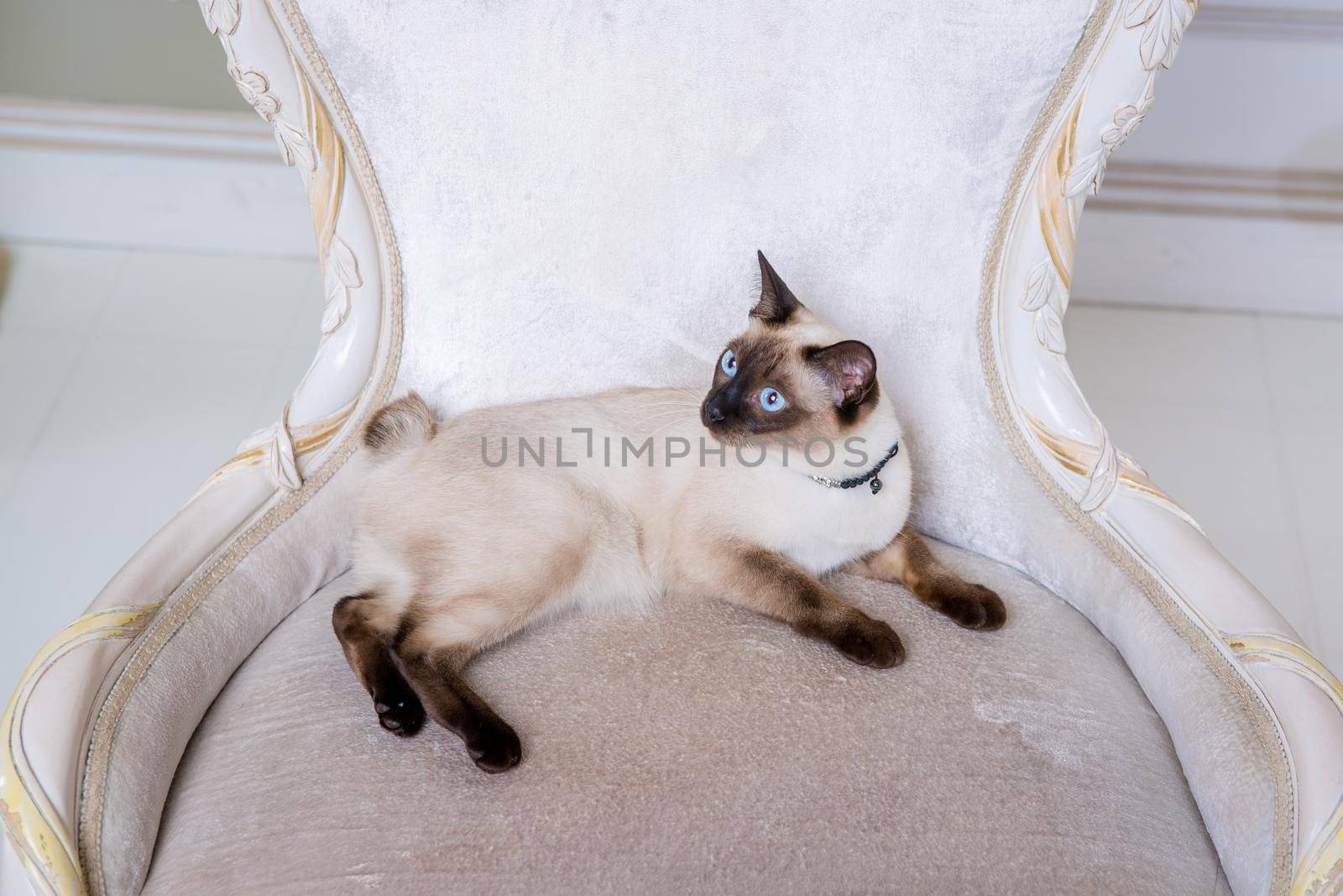 The theme of wealth and luxury. The impudent narcissistic cat of breed Mekong Bobtail poses on a vinage chair in an expensive interior. Thai cat with no tail and jewelry. Decoration on the neck.