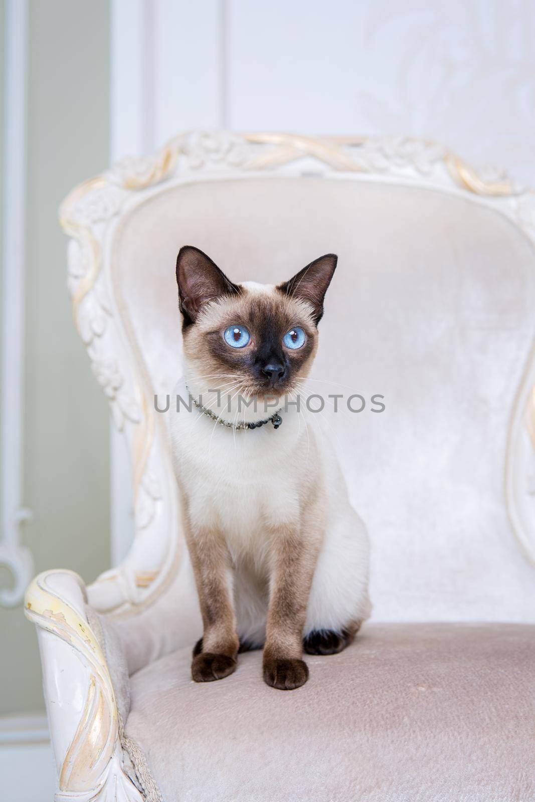 Mekong bobtail adult cat female. Beautiful breed cat Mekongsky Bobtail. pet cat without tail sitting on chic armchair. retro baroque chair in a royal French interior. cat sitting on antique chair.