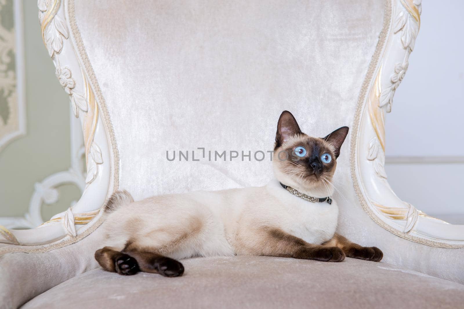 Lovely two-tone cat, Mekong Bobtail breed, posing on an expensive vintage chair in the interior of Provence. Cat and necklace on the neck.