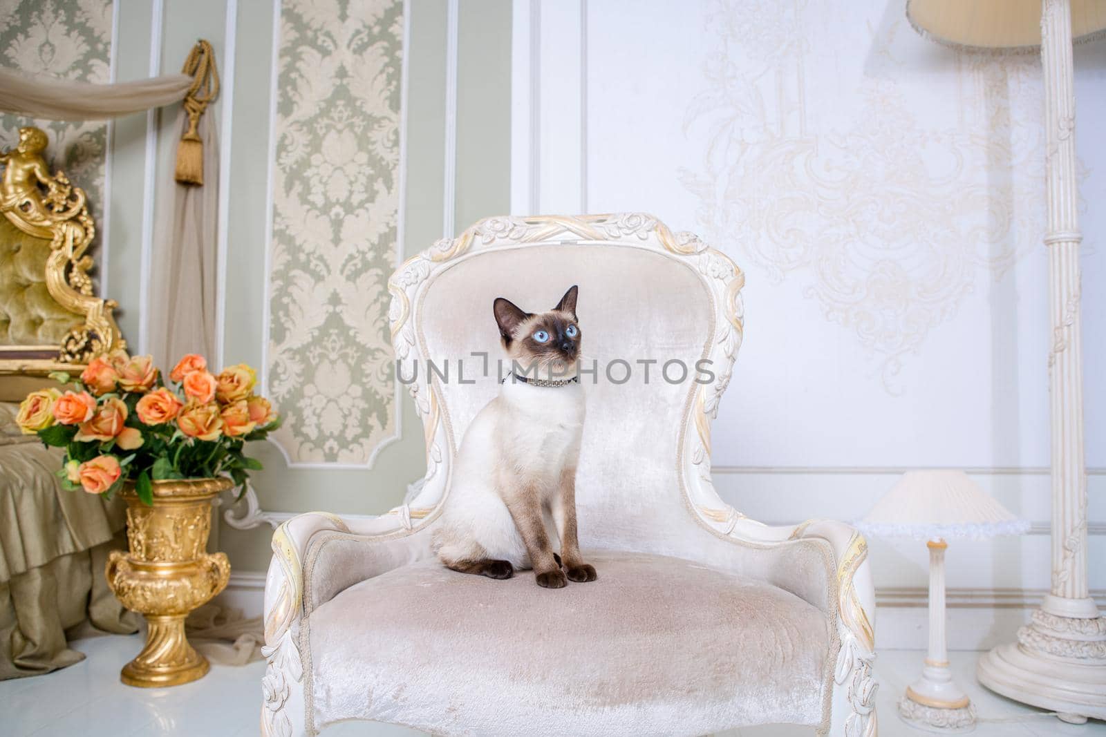 Lovely two-tone cat, Mekong Bobtail breed, posing on an expensive vintage chair in the interior of Provence. Cat and necklace on the neck.