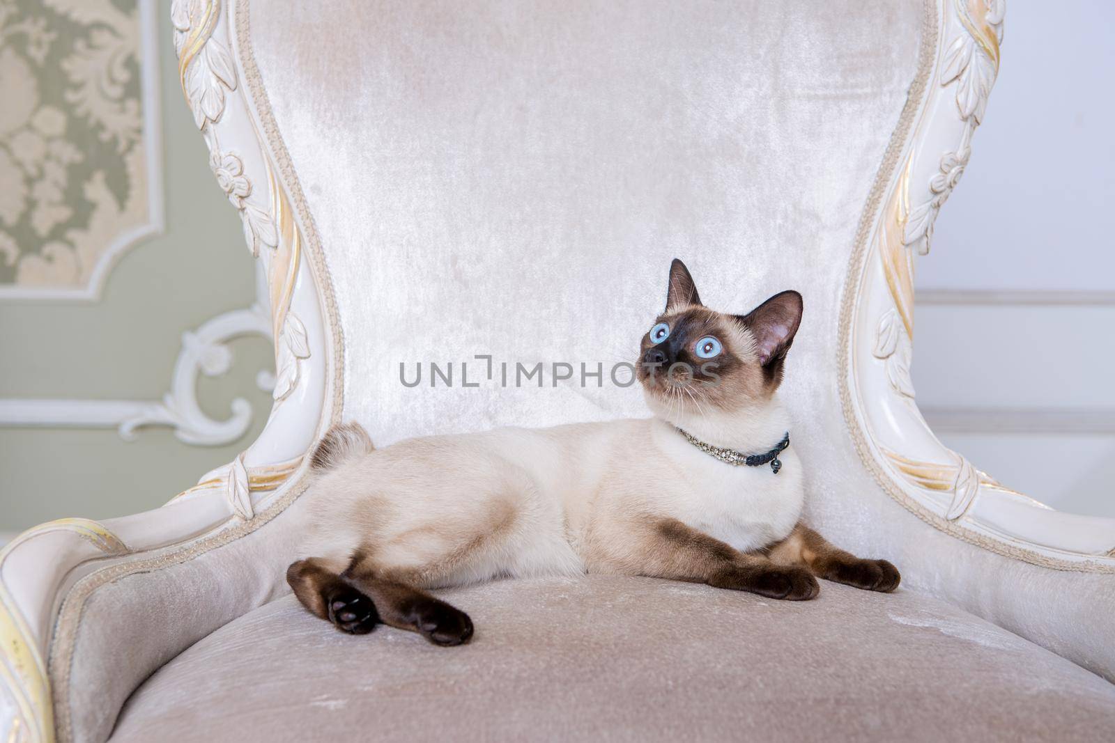 The theme of decoration and jewelry for animals. Beautiful cat woman posing on a vintage chair in baroque interior. Mekogon Bobtail or Thai cat without a tail with a necklace on its neck by Tomashevska