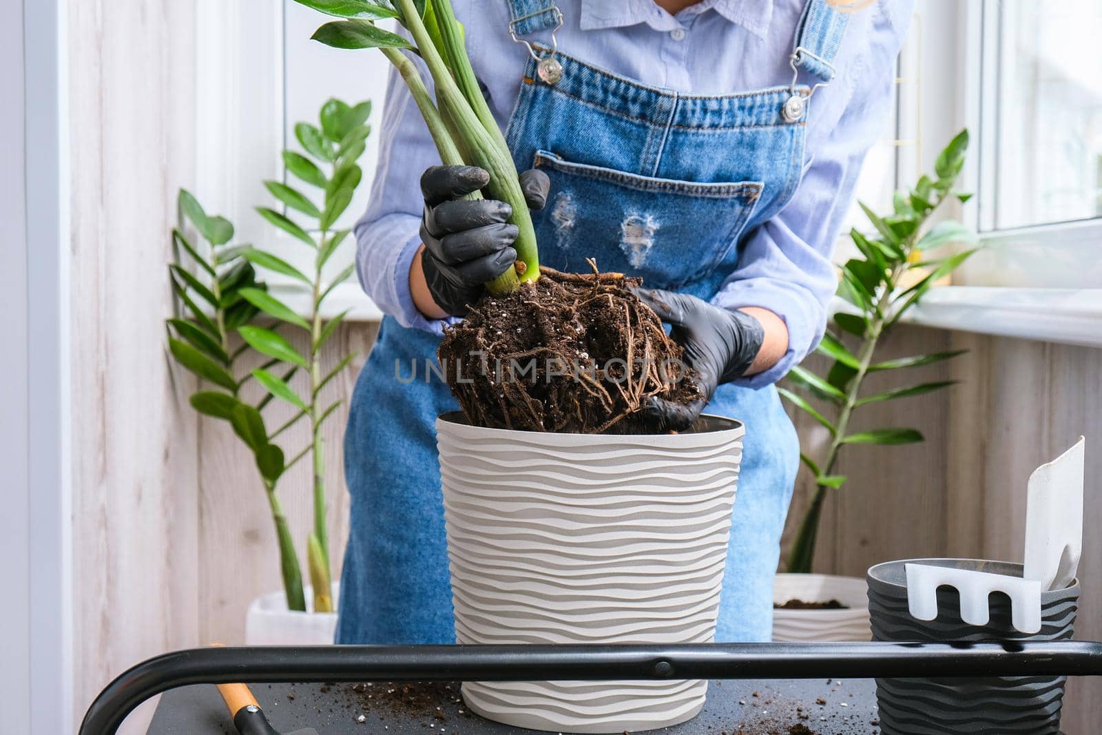 Gardener woman transplants indoor plants and use a shovel on table. Zamioculcas Concept of plants care and home garden. Spring planting by anna_stasiia
