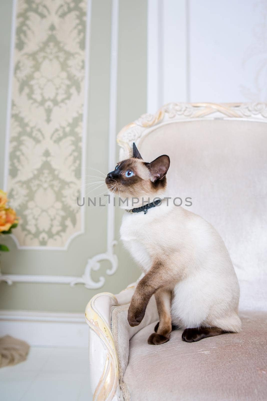 Lovely two-tone cat, Mekong Bobtail breed, posing on an expensive vintage chair in the interior of Provence. Cat and necklace on the neck.