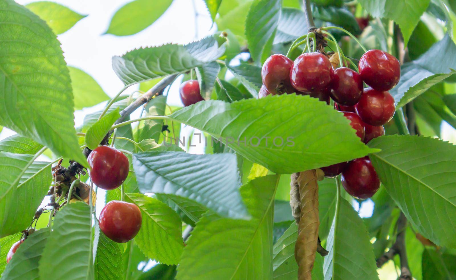 Ripe red and sweet cherry berries hanging from a tree branch before harvest in early summer. A tree with delicious and juicy dark red bird cherry fruits hanging from a tree branch