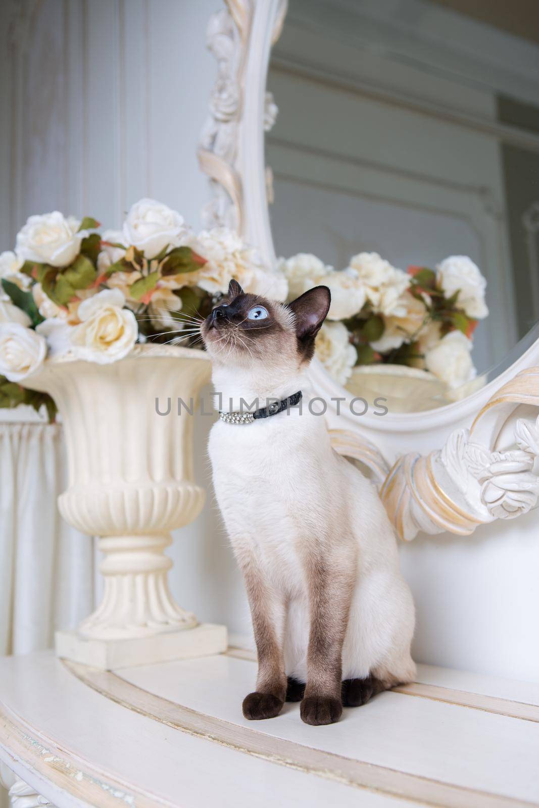 two color cat without tail Mekong Bobtail breed with jewel precious necklace of pearls around neck. Cat And necklace. Blue eyed Female Cat of Breed Mekong Bobtail, Sitting with gems on the neck by Tomashevska