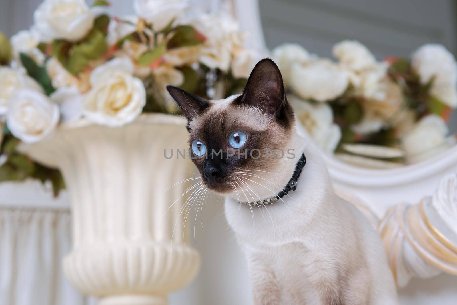 two color cat without tail Mekong Bobtail breed with jewel precious necklace of pearls around neck. Cat And necklace. Blue eyed Female Cat of Breed Mekong Bobtail, Sitting with gems on the neck.