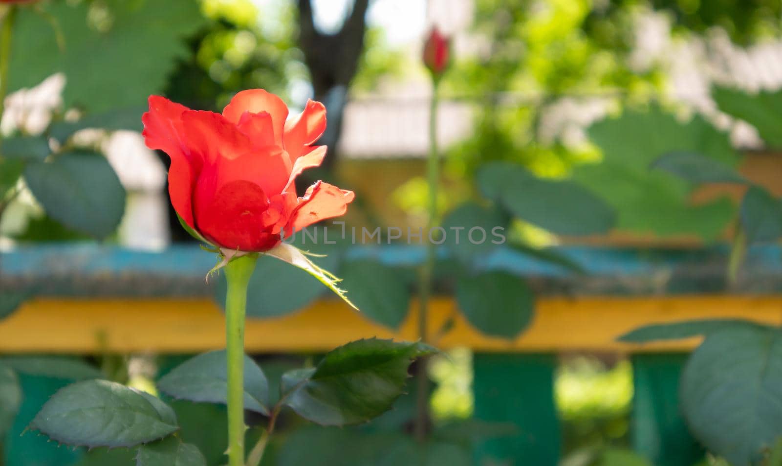 Beautiful, colorful, delicate blooming roses in a red garden. Selective focus. Close-up