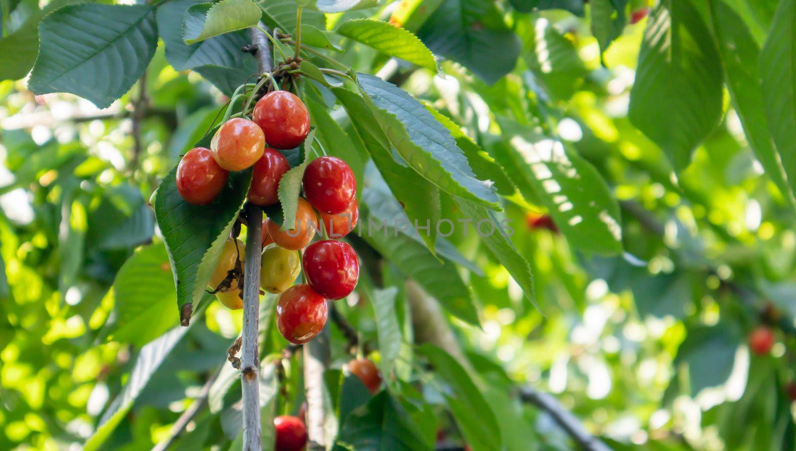Ripe red and sweet cherry berries hanging from a tree branch before harvest in early summer. A tree with delicious and juicy dark red bird cherry fruits hanging from a tree branch