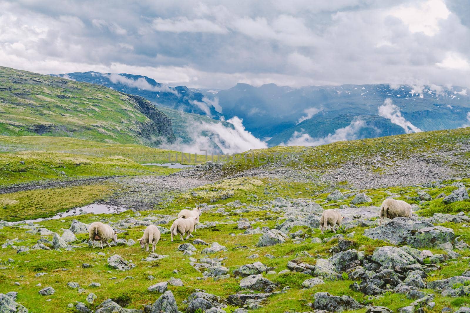 Sheep walking along road. Norway landscape. A lot of sheep on the road in Norway. Rree range sheep on a mountain road in Scandinavia. Sheep Farming. Mountain road with sheeps by Tomashevska