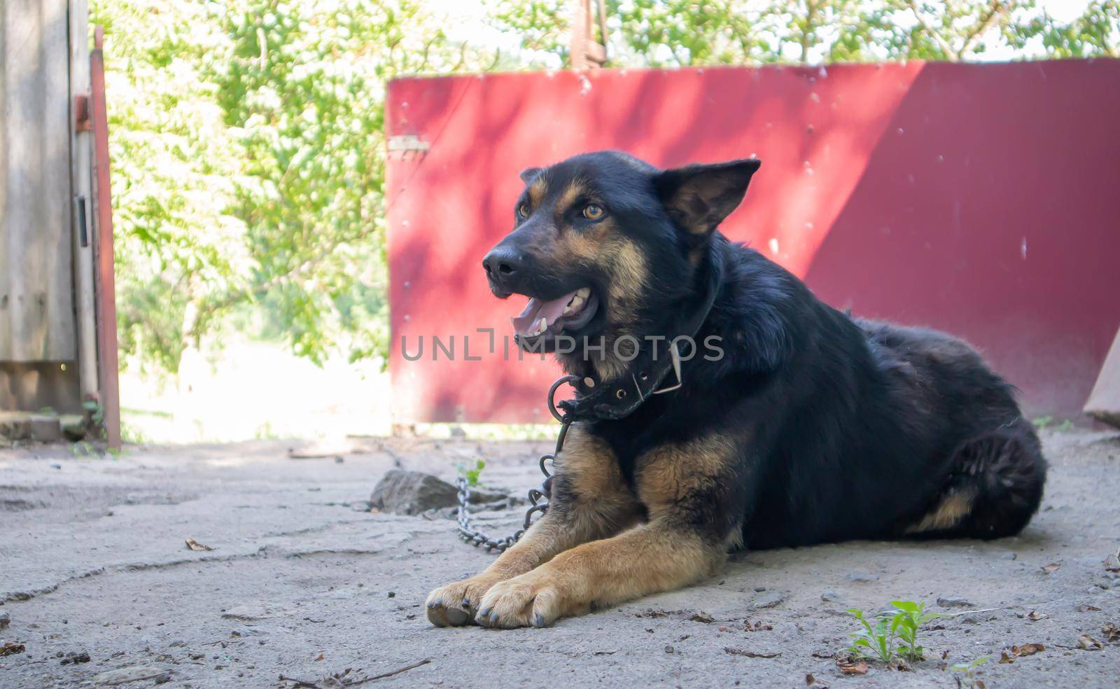 A kind purebred dog on a chain in the yard in the village. A domestic guard animal on the street in summer guards the house on a leash. Chained dog in the backyard