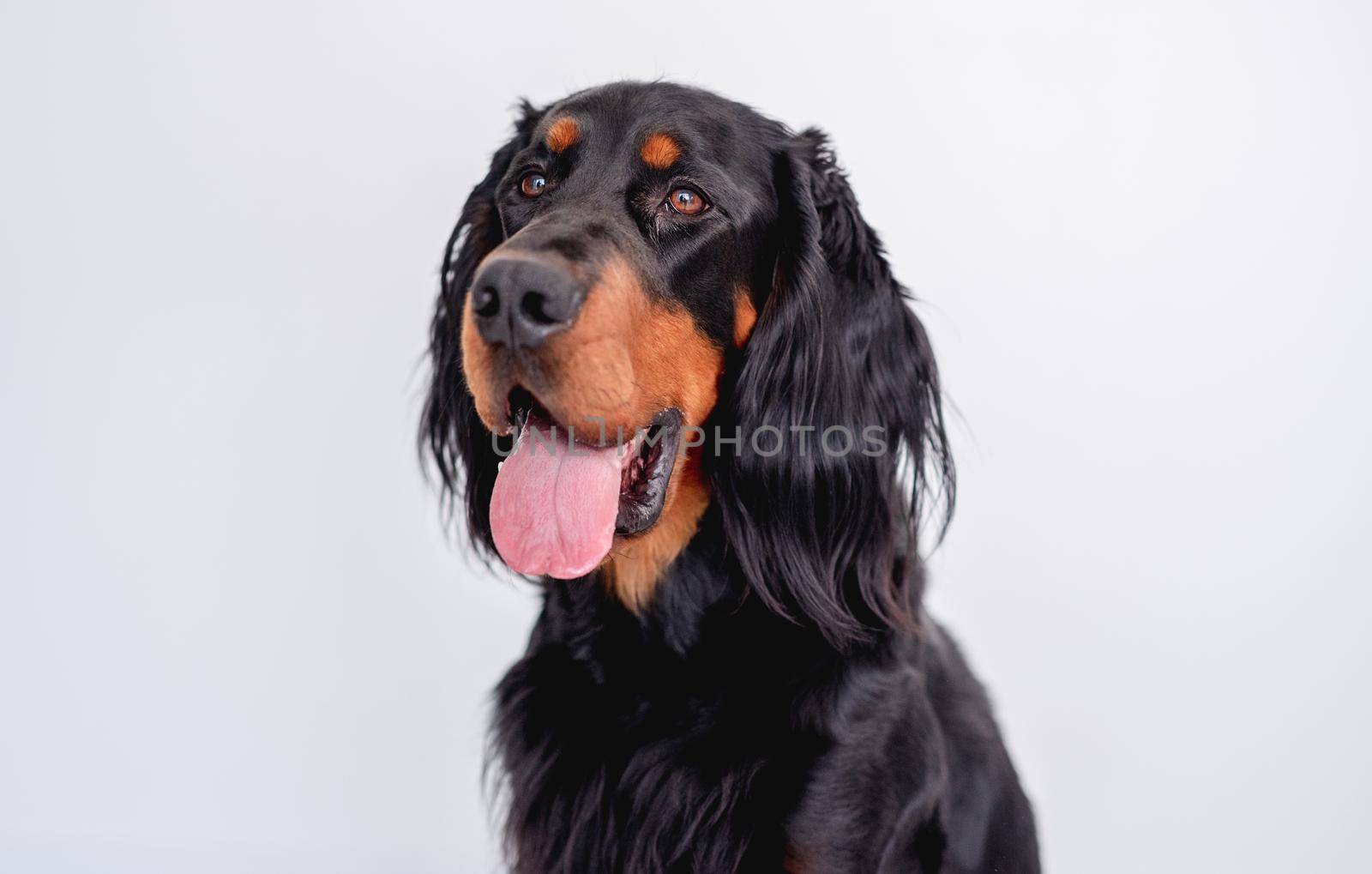 Muzzle of scottish setter dog with tongue out on white background indoors