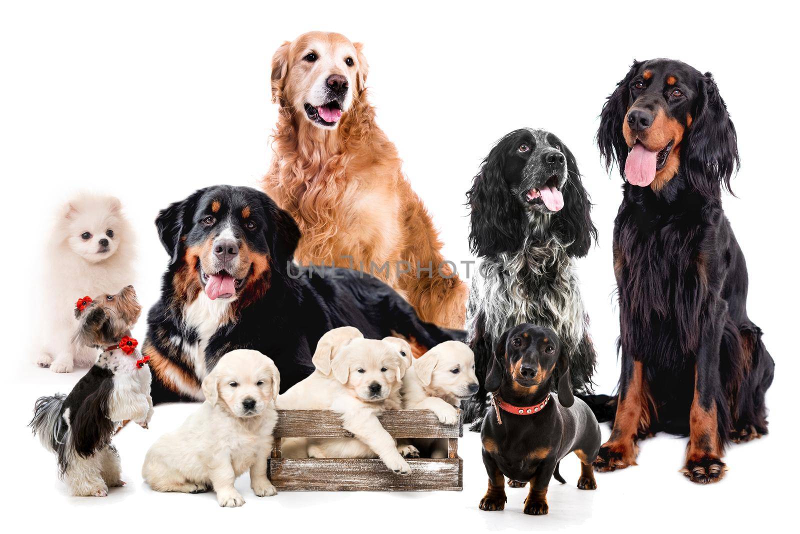 Collage with dogs sitting together isolated on white background. Golden retriever bernese scottish setter maltese doggy